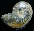 Wide Polished Cleoniceras Ammonite #5813-2